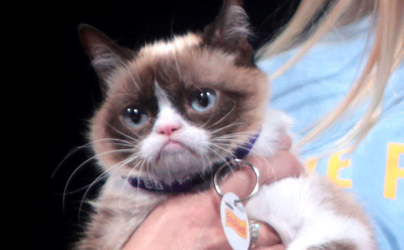 Blast from the Past: Grumpy Cat: From Viral Fame to Cultural Icon